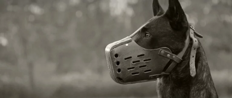 dog-training-business