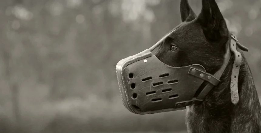 von-der-king-kennels-and-training-sba-borrower-story dog-training-business